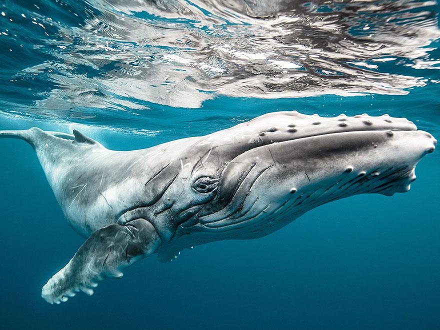 Foto Natura: i 20 scatti più belli del 2015 articolo