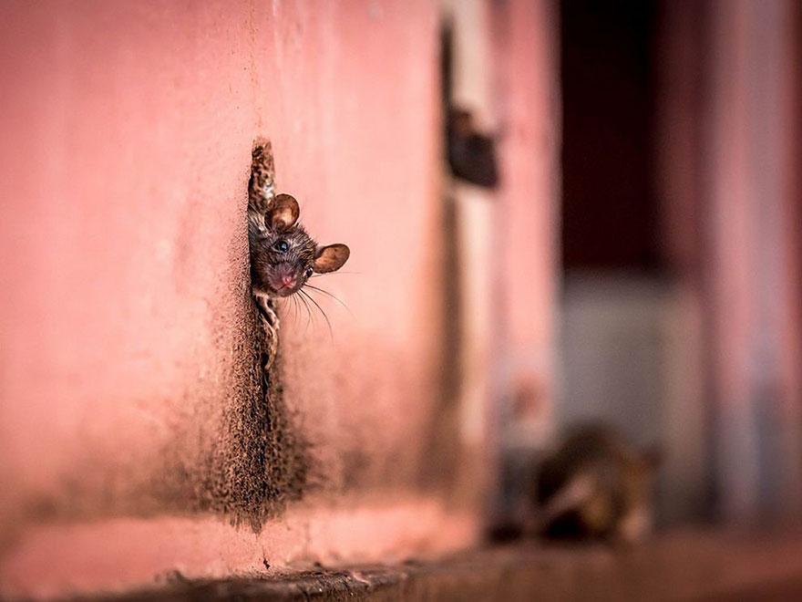 Foto Natura: i 20 scatti più belli del 2015 articolo