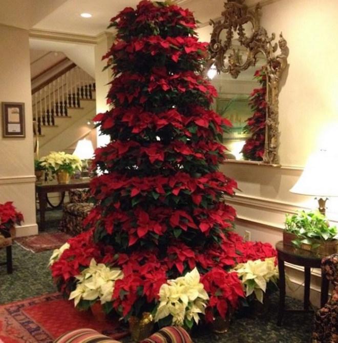  foto albero stelle di Natale