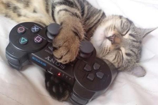  foto di gatto che dorme abbracciando joystick