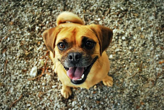 foto cane