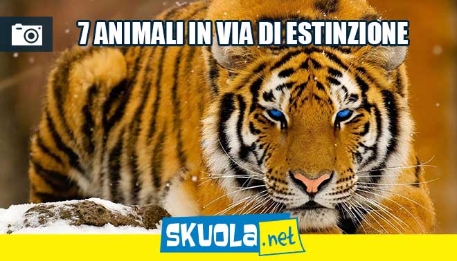 Una traduzione di latino che vale 500 euro