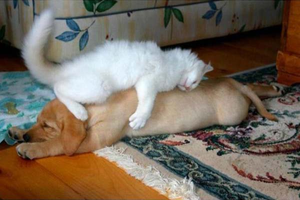  foto di gatto che dorme sopra un cane