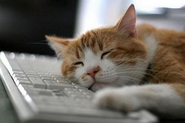  foto di gatto che dorme su tastiera
