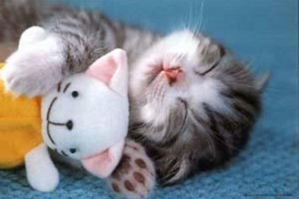  foto di gatto che dorme abbracciato ad un paluche