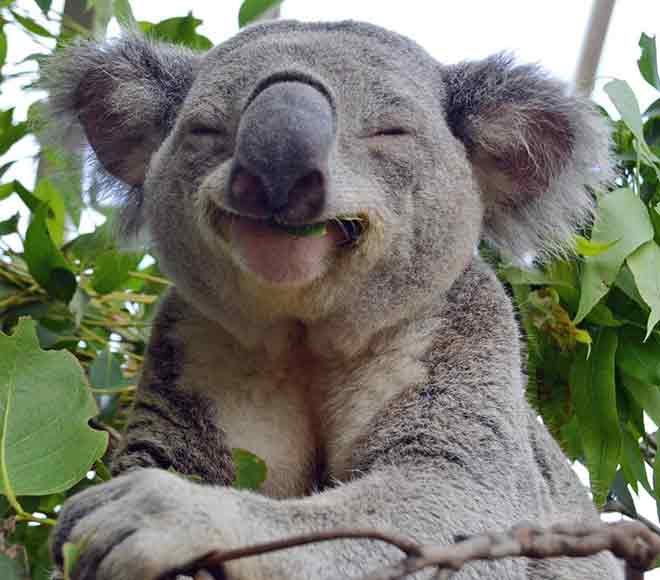 foto di guardare un koala sorridere