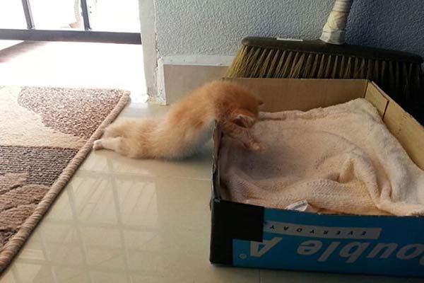  foto di gatto che dorme fuori da una scatola