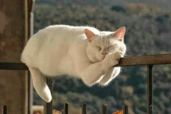  foto di gatto che dorme su ringhiera