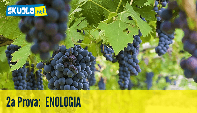 Soluzioni Enologia Maturità 2015: Seconda prova Istituto Tecnico articolo