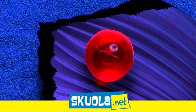 foto di uova nemo