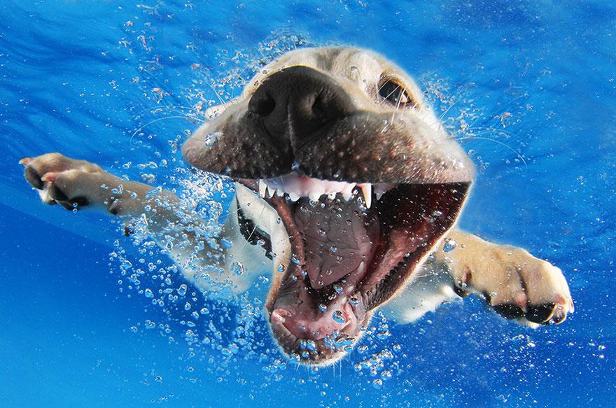 Le BUFFE facce dei cani mentre tentano di catturare la loro pallina in acqua articolo