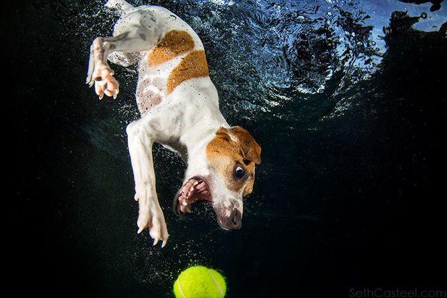 Le BUFFE facce dei cani mentre tentano di catturare la loro pallina in acqua articolo