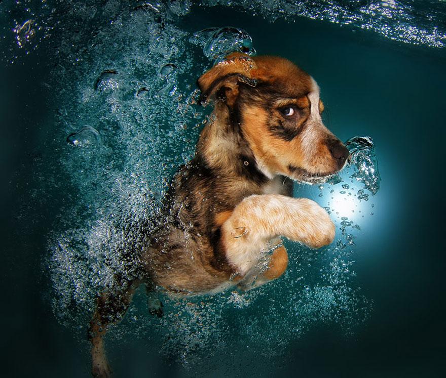 Le BUFFE facce dei cani mentre tentano di catturare la loro pallina in acqua articolo