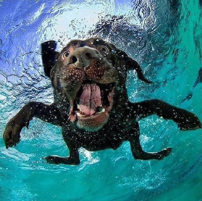 Le BUFFE facce dei cani mentre tentano di catturare la loro pallina in acqua articolo