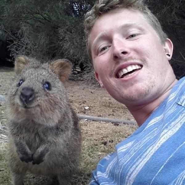 Il sorriso del Quokka ti conquisterà: è lui il Gatto del 2016! articolo