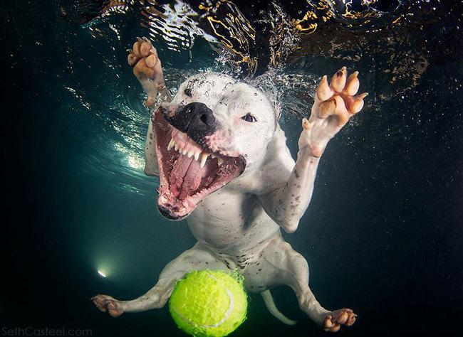 Le BUFFE facce dei cani mentre tentano di catturare la loro pallina in acqua articolo
