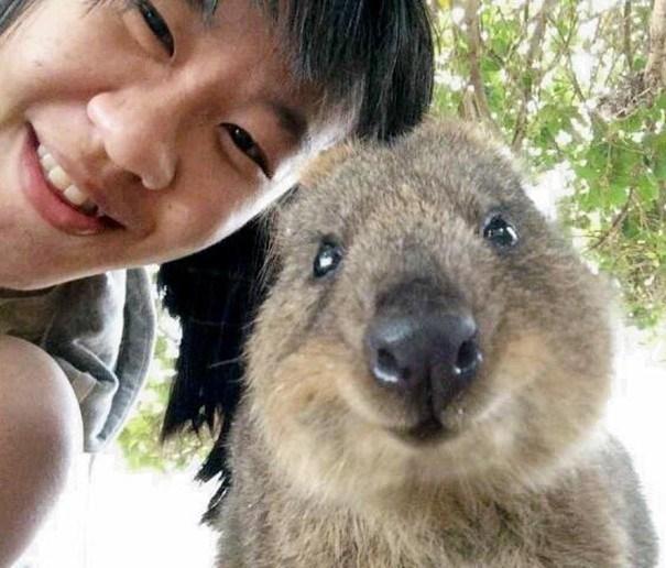 Il sorriso del Quokka ti conquisterà: è lui il Gatto del 2016! articolo