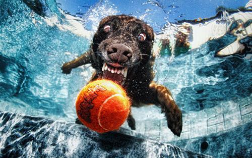 Le BUFFE facce dei cani mentre tentano di catturare la loro pallina in acqua articolo