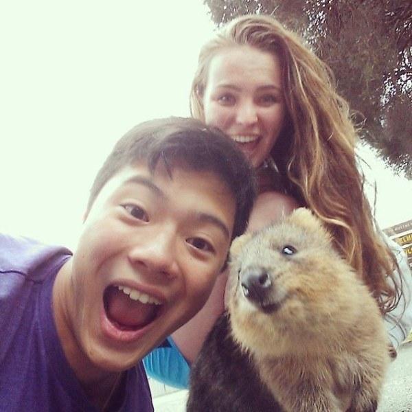 Il sorriso del Quokka ti conquisterà: è lui il Gatto del 2016! articolo