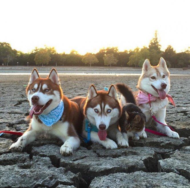 La storia di Rosie, piccola gattina abbandonata salvata da 3 Husky articolo