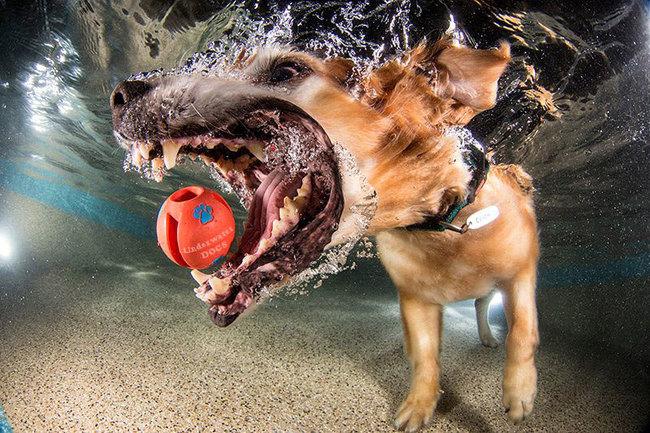 Le BUFFE facce dei cani mentre tentano di catturare la loro pallina in acqua articolo