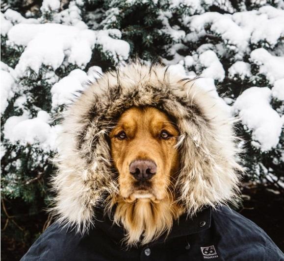Su Instagram impazza il cane più Hipster del mondo! articolo
