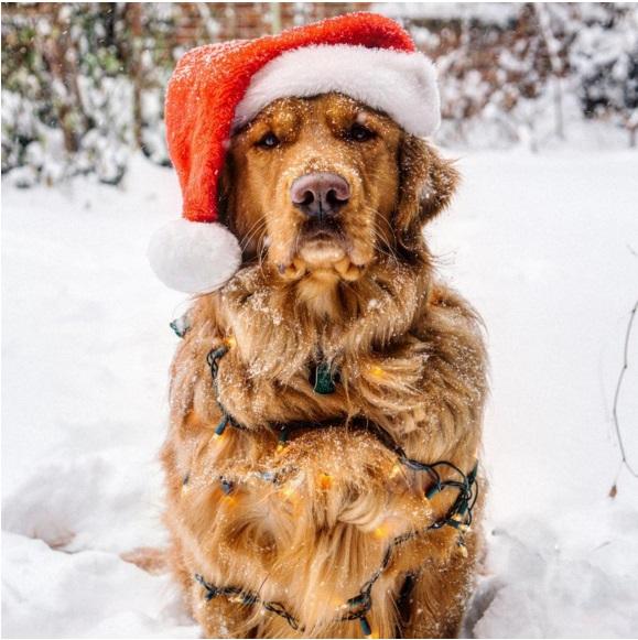 Su Instagram impazza il cane più Hipster del mondo! articolo