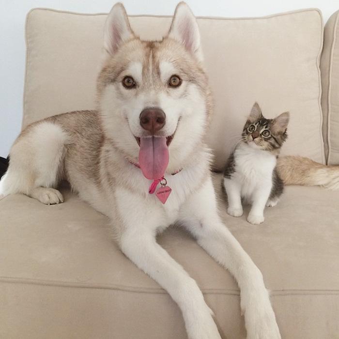 La storia di Rosie, piccola gattina abbandonata salvata da 3 Husky articolo