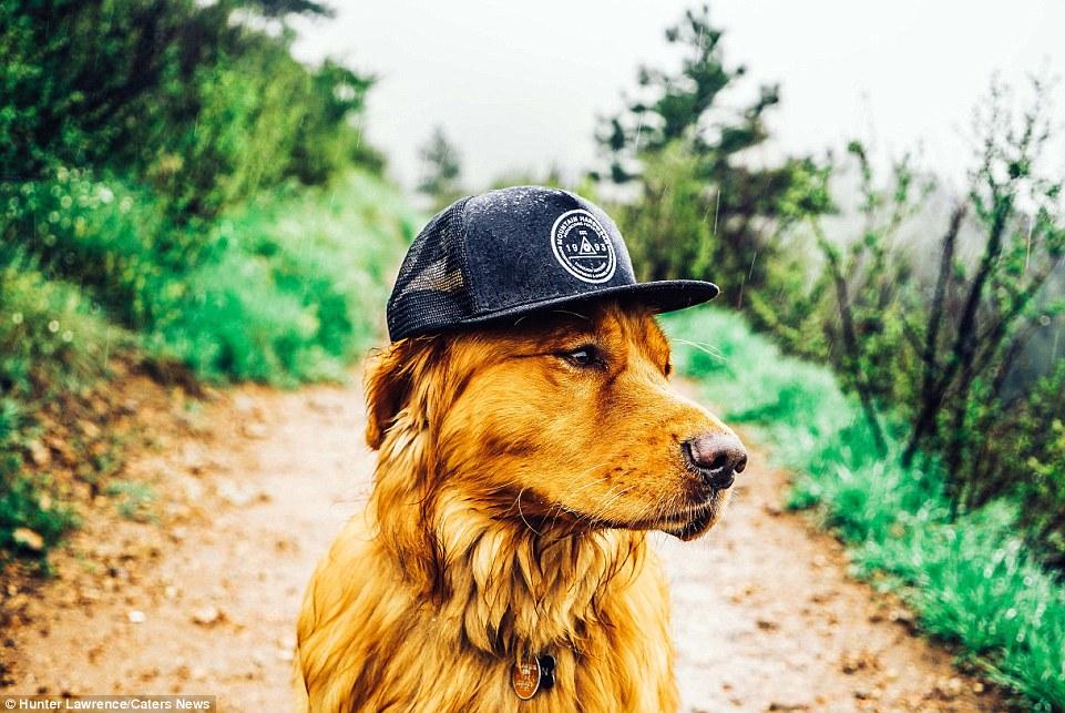 Su Instagram impazza il cane più Hipster del mondo! articolo