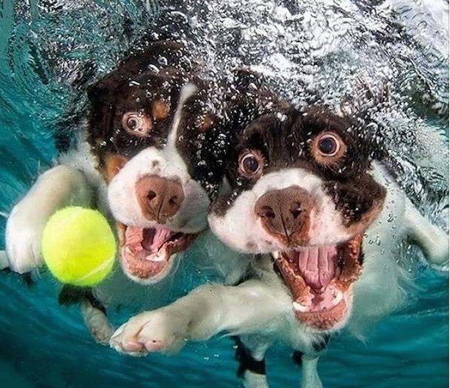 Le BUFFE facce dei cani mentre tentano di catturare la loro pallina in acqua articolo