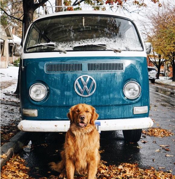 Su Instagram impazza il cane più Hipster del mondo! articolo
