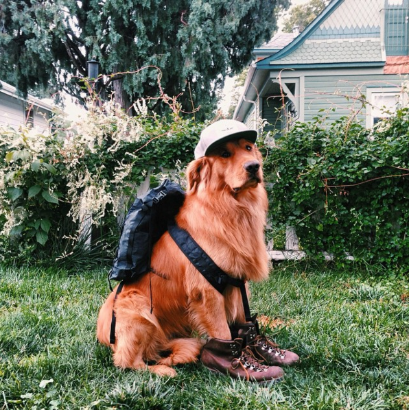 Su Instagram impazza il cane più Hipster del mondo! articolo