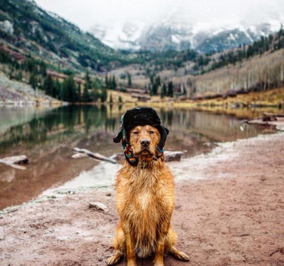 Su Instagram impazza il cane più Hipster del mondo! articolo