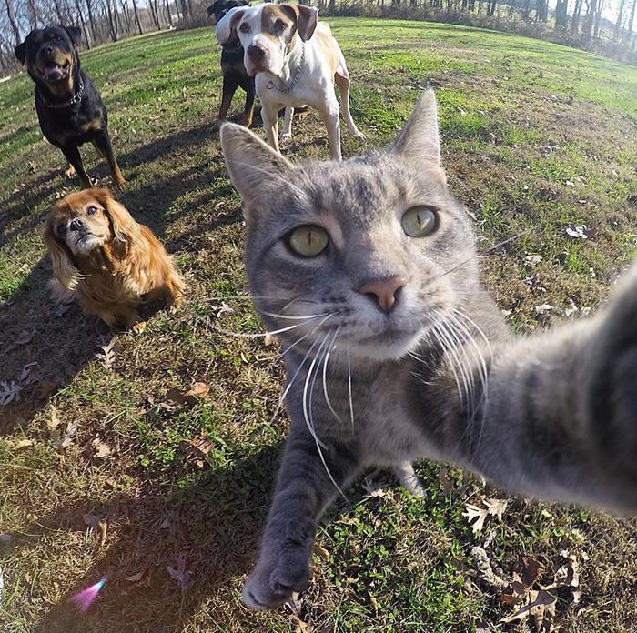 8 selfie realizzati da un gatto sicuramente più belli dei tuoi articolo