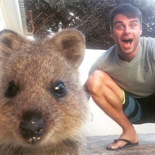 Il sorriso del Quokka ti conquisterà: è lui il Gatto del 2016! articolo