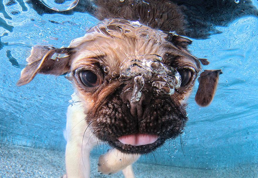 Le BUFFE facce dei cani mentre tentano di catturare la loro pallina in acqua articolo