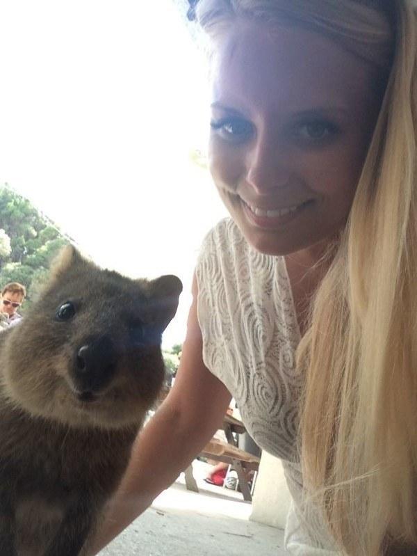 Il sorriso del Quokka ti conquisterà: è lui il Gatto del 2016! articolo