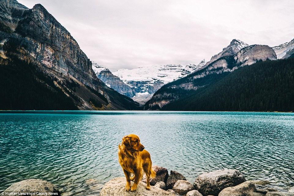 Su Instagram impazza il cane più Hipster del mondo! articolo