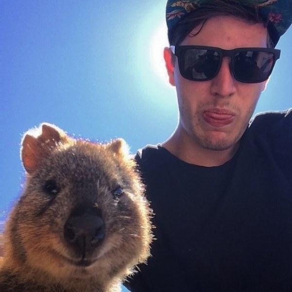 Il sorriso del Quokka ti conquisterà: è lui il Gatto del 2016! articolo