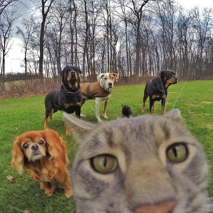8 selfie realizzati da un gatto sicuramente più belli dei tuoi articolo