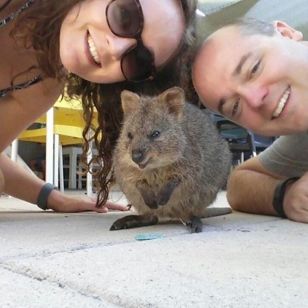 Il sorriso del Quokka ti conquisterà: è lui il Gatto del 2016! articolo