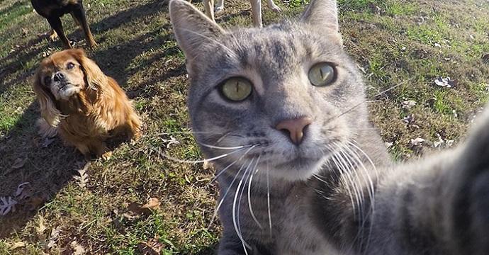 8 selfie realizzati da un gatto sicuramente più belli dei tuoi articolo