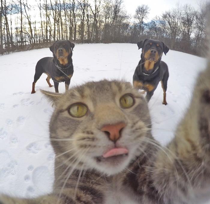 8 selfie realizzati da un gatto sicuramente più belli dei tuoi articolo