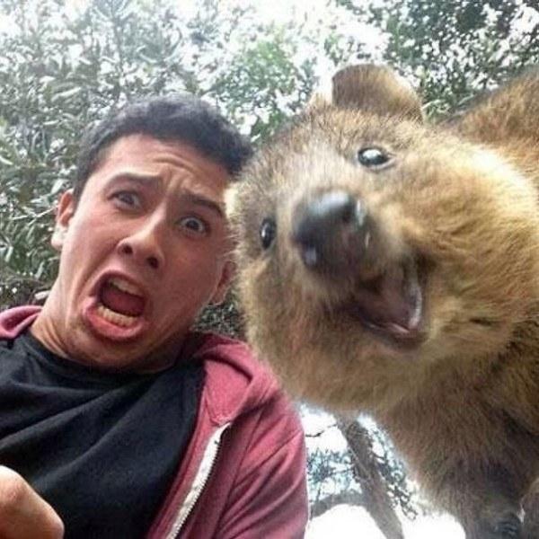Quokka, l'animale più felice del mondo è lui! articolo