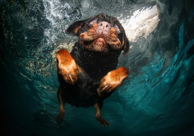 Le BUFFE facce dei cani mentre tentano di catturare la loro pallina in acqua articolo
