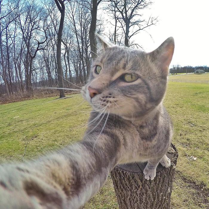 8 selfie realizzati da un gatto sicuramente più belli dei tuoi articolo