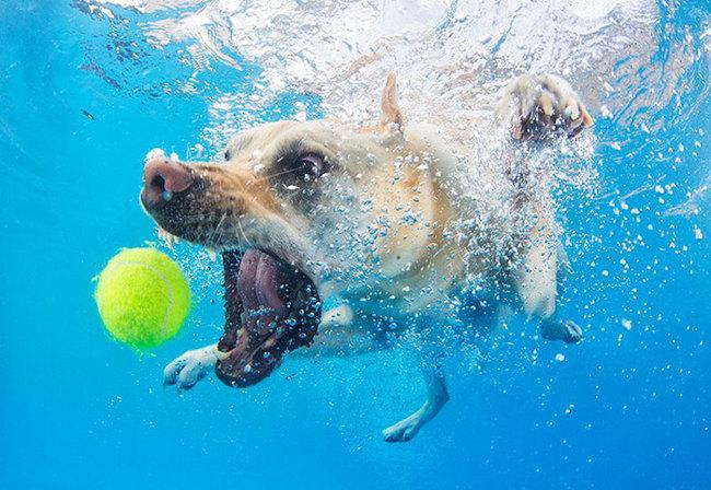 Le BUFFE facce dei cani mentre tentano di catturare la loro pallina in acqua articolo