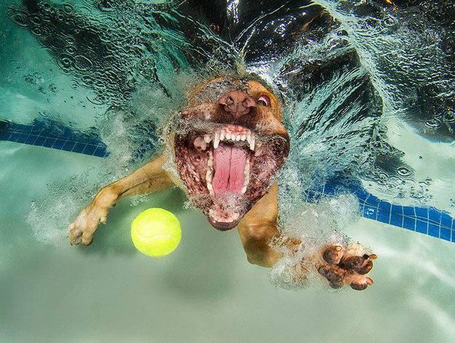 Le BUFFE facce dei cani mentre tentano di catturare la loro pallina in acqua articolo