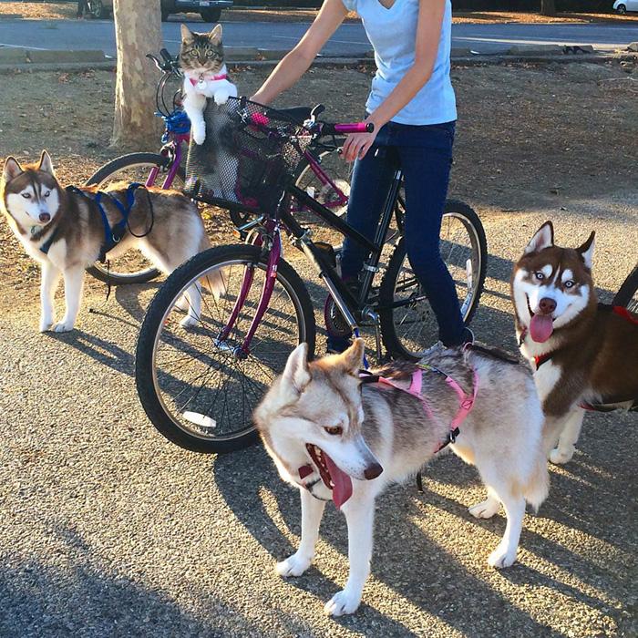 La storia di Rosie, piccola gattina abbandonata salvata da 3 Husky articolo