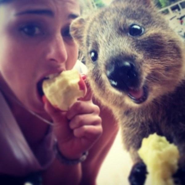 Il sorriso del Quokka ti conquisterà: è lui il Gatto del 2016! articolo